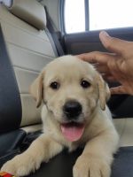 Labrador Retriever Puppies for sale in Wagholi, Pune, Maharashtra 412207, India. price: 12,000 INR