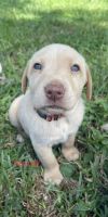 Labrador Retriever Puppies for sale in Lakeland, FL, USA. price: $1,000