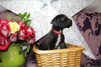 Labrador Retriever Puppies for sale in Melbourne Village, FL 32904, USA. price: $350