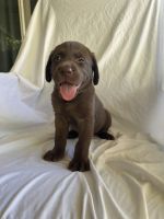 Labrador Retriever Puppies for sale in Palm Desert, CA, USA. price: $1,000