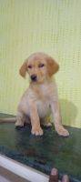 Labrador Retriever Puppies for sale in Dammaiguda, Secunderabad, Telangana 500083, India. price: 8,000 INR