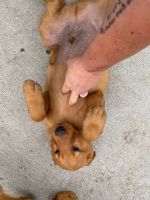 Labrador Retriever Puppies for sale in Kellogg, MN 55945, USA. price: NA
