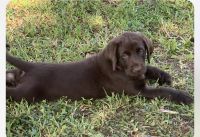 Labrador Retriever Puppies for sale in Green Cove Springs, FL 32043, USA. price: $1,500