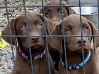 Labrador Retriever Puppies for sale in 6823 CA-36, Carlotta, CA 95528, USA. price: $750