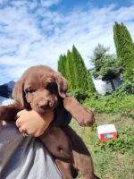 Labrador Retriever Puppies for sale in Woodland, WA 98674, USA. price: $500