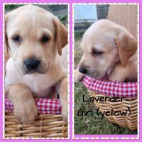 Labrador Retriever Puppies for sale in Battle Ground, WA 98604, USA. price: $750
