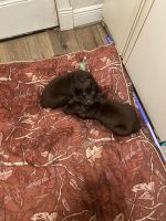 Labrador Retriever Puppies for sale in Houston, TX 77065, USA. price: $650