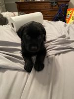 Labrador Retriever Puppies for sale in Houston, TX 77065, USA. price: $650