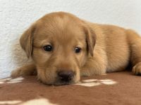 Labrador Retriever Puppies for sale in Ione, CA 95640, USA. price: $800