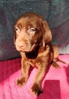 Labrador Retriever Puppies for sale in Summerfield, FL 34491, USA. price: $700