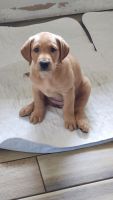 Labrador Retriever Puppies for sale in St Cloud, FL, USA. price: $1,000