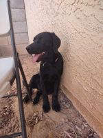 Labrador Retriever Puppies for sale in Mesa, AZ, USA. price: $200