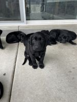 Labrador Retriever Puppies for sale in Lehi, UT, USA. price: $850