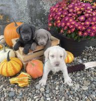 Labrador Retriever Puppies for sale in Greeley, IA 52050, USA. price: $1,200