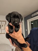 Labrador Retriever Puppies for sale in Fort Lupton, CO 80621, USA. price: $800
