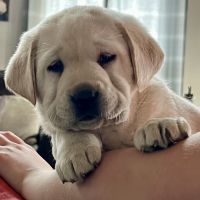 Labrador Retriever Puppies for sale in Greycliff, MT, USA. price: $2,000