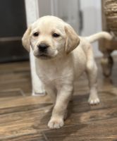 Labrador Retriever Puppies for sale in Yucaipa, CA, USA. price: $1,100