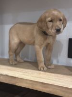 Labrador Retriever Puppies for sale in Yucaipa, CA, USA. price: $1,100