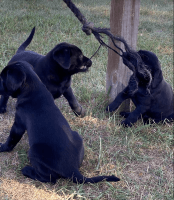 Labrador Retriever Puppies for sale in Chippewa Falls, WI 54729, USA. price: $600