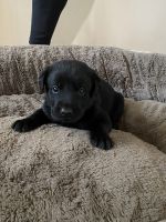 Labrador Retriever Puppies for sale in Glenview, IL 60025, USA. price: $800