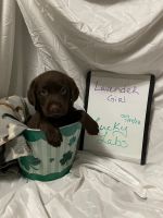 Labrador Retriever Puppies for sale in Cleveland, NY 13042, USA. price: $900