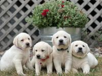 Labrador Retriever Puppies for sale in Luana, IA 52156, USA. price: $850