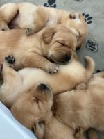 Labrador Retriever Puppies for sale in Atascadero, CA 93422, USA. price: $1,800