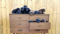 Labrador Retriever Puppies for sale in Steinbach, MB, Canada. price: $600