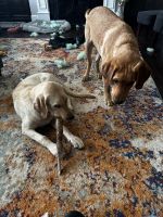 Labrador Retriever Puppies for sale in Hurricane, WV, USA. price: $300
