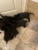 Labrador Retriever Puppies for sale in Houston, TX 77065, USA. price: $400