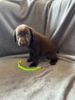 Labrador Retriever Puppies for sale in St Marys, OH 45885, USA. price: $600