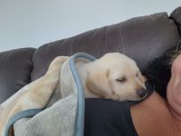 Labrador Retriever Puppies for sale in Brookings, OR 97415, USA. price: $1,700