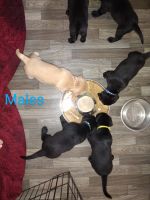 Labrador Retriever Puppies for sale in Wesley Chapel, FL, USA. price: NA