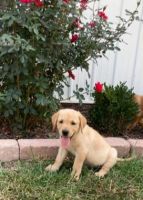 Labrador Retriever Puppies for sale in Troy, MO, USA. price: $600