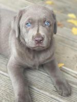 Labrador Retriever Puppies for sale in Miami, FL, USA. price: $1,000