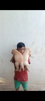 Labrador Retriever Puppies for sale in Chandapura, Bommasandra, Karnataka 562107, India. price: 7,000 INR