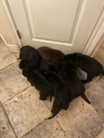 Labrador Retriever Puppies for sale in Houston, TX 77065, USA. price: $350