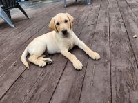 Labrador Retriever Puppies for sale in Roselle, IL 60172, USA. price: $800