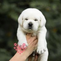 Labrador Retriever Puppies for sale in Pune, Maharashtra, India. price: 25,000 INR