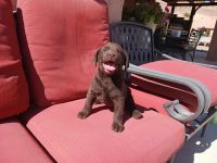 Labrador Retriever Puppies for sale in Rio Rancho, NM, USA. price: $400