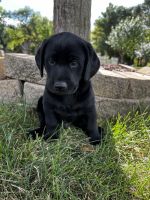 Labrador Retriever Puppies for sale in Rising City, NE 68658, USA. price: $600