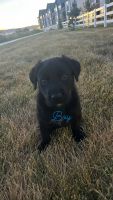 Labrador Retriever Puppies for sale in Saratoga Springs, UT, USA. price: $500