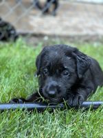 Labrador Retriever Puppies for sale in Davenport, IA, USA. price: $400