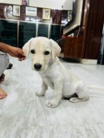 Labrador Retriever Puppies for sale in Kondapur, Telangana, India. price: 20,000 INR
