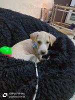 Labrador Retriever Puppies for sale in 401209, Tulinj Rd, Vijay Nagar, Damodar Nagar, Nalasopara East, Nala Sopara, Maharashtra 401209, India. price: 1,000 INR