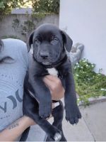 Labrador Retriever Puppies for sale in La Habra, CA 90631, USA. price: $200