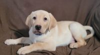 Labrador Retriever Puppies for sale in Grand Junction, CO, USA. price: $1,000
