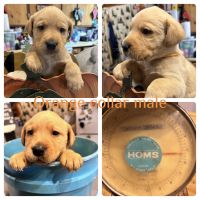Labrador Retriever Puppies for sale in Glidden, WI 54527, USA. price: $750