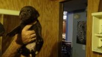 Labrador Retriever Puppies for sale in Tampa, FL, USA. price: $950