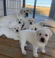 Labrador Retriever Puppies for sale in California City, CA, USA. price: $750